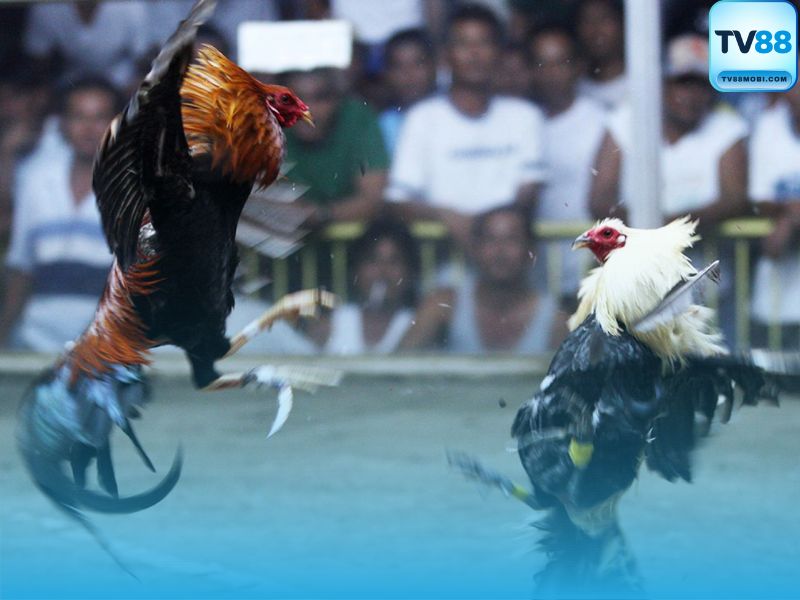 Luật Chơi & Tỷ Lệ Cược Tại Đá Gà Cựa Dao